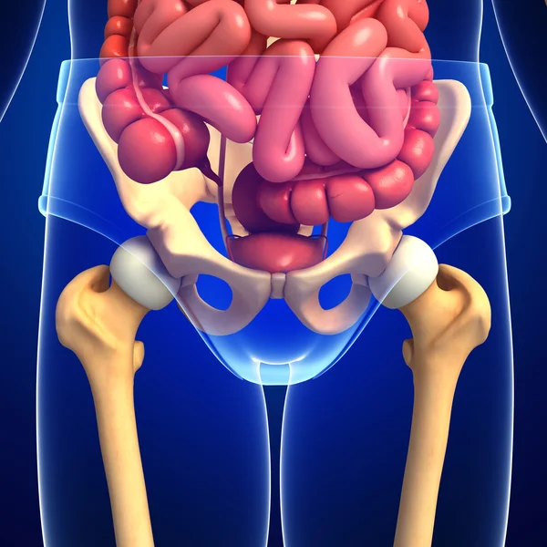 Чоловічий скелет і травна система — стокове фото