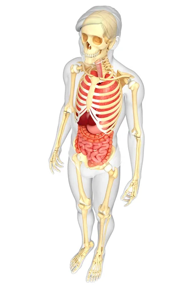 Esqueleto masculino e sistema digestivo — Fotografia de Stock