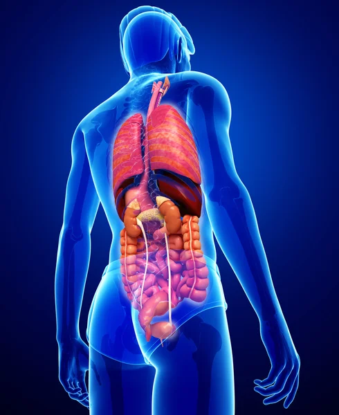 Digestive system of male body — Stock Photo, Image