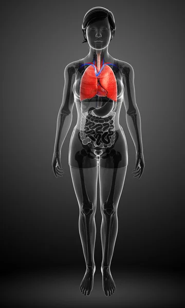 Anatomie der weiblichen Lunge — Stockfoto
