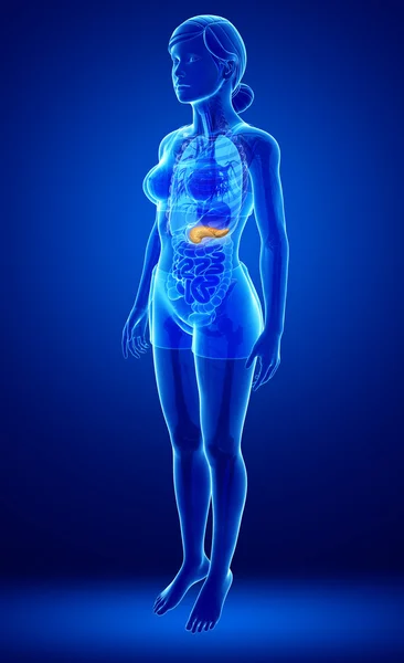 Female pancreas anatomy — Stock Photo, Image