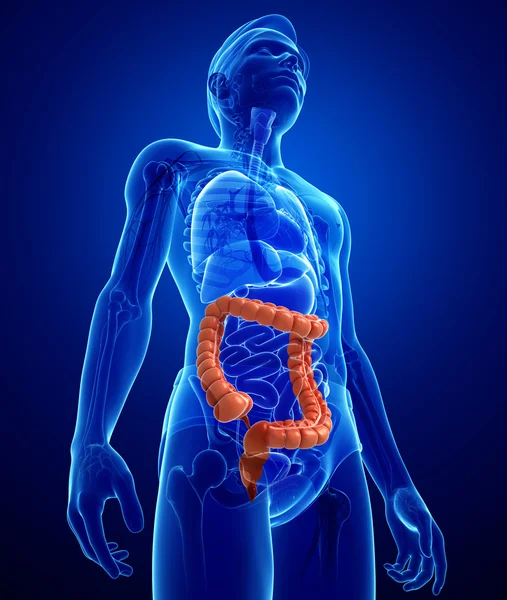 Anatomia dell'intestino crasso maschile — Foto Stock