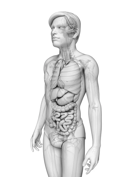 Erkek anatomisi, sindirim sistemi — Stok fotoğraf