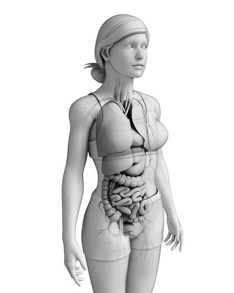 Trávicí systém ženské anatomie — Stock fotografie