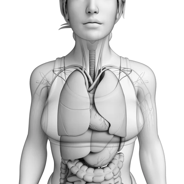 女性の解剖学の消化器系 — ストック写真