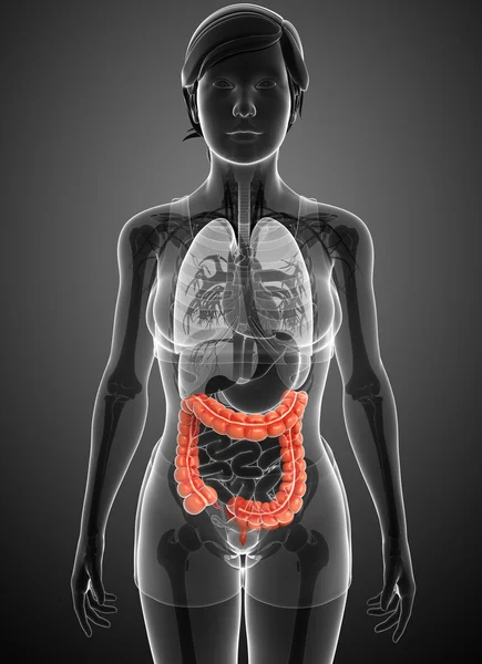 Anatomía del intestino grueso femenino — Foto de Stock