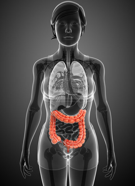 Женская анатомия толстой кишки
