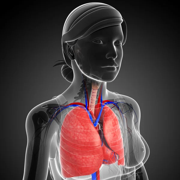 Pulmones masculinos anatomía —  Fotos de Stock