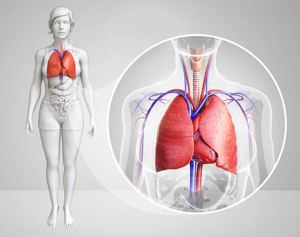Anatomi paru-paru manusia — Stok Foto