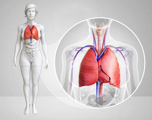 Anatomía pulmonar humana — Foto de Stock