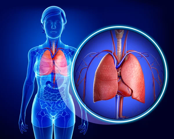 Pulmones masculinos anatomía —  Fotos de Stock