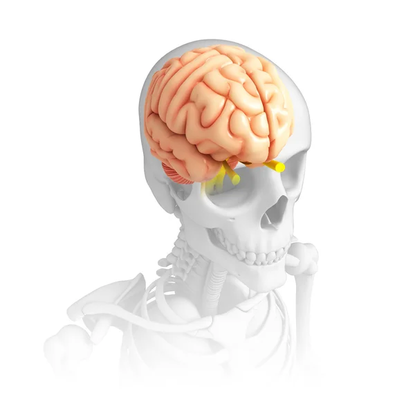Людський мозок antomy — стокове фото