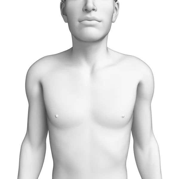 Зображення анатомії грудей чоловічої статі — стокове фото