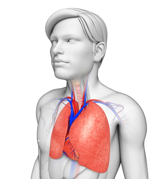 Anatomie van de mannelijke longen — Stockfoto