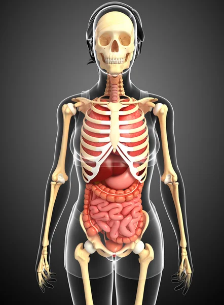 Female skeleton and digestive system — Stock Photo, Image