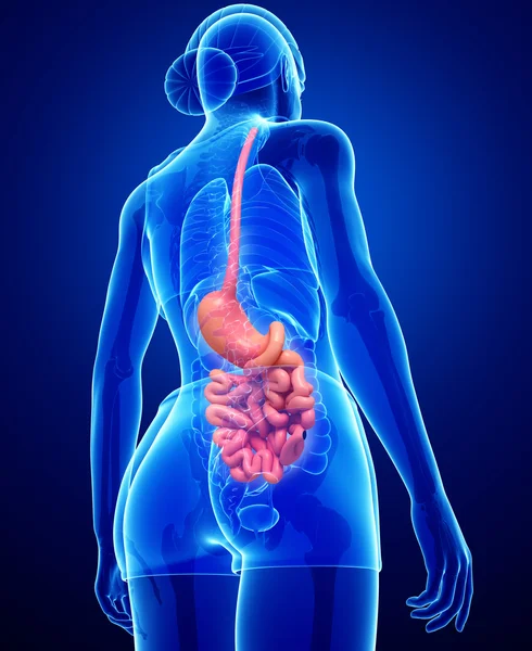 Anatomia dell'intestino tenue femminile — Foto Stock