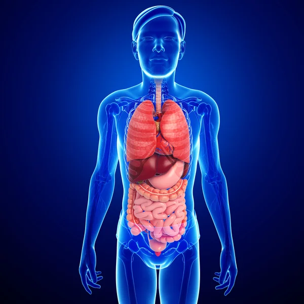 Digestive system of male body — Stock Photo, Image