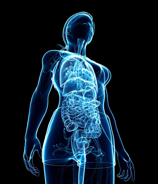 Vrouwelijke spijsverteringsstelsel x-ray illustraties — Stockfoto