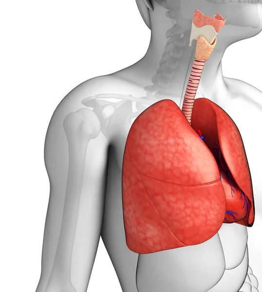 Anatomia mężczyzna płuc — Zdjęcie stockowe