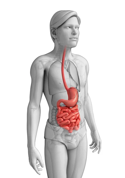 男性の大きい腸解剖学 — ストック写真