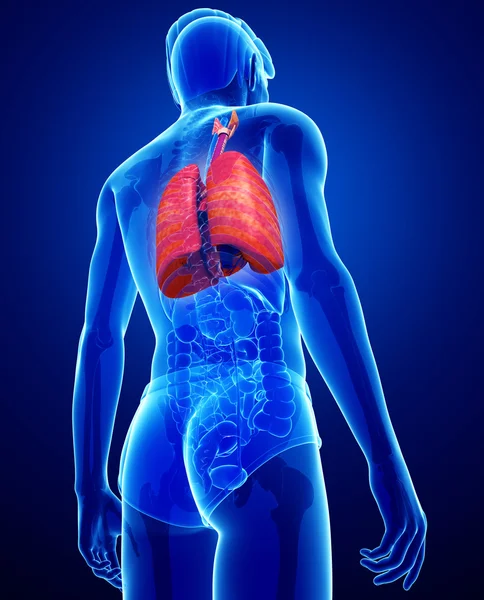 Pulmones masculinos anatomía — Foto de Stock