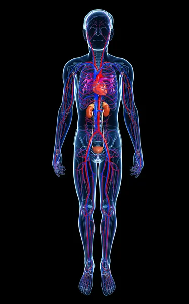 Male circulatory system — Stock Photo, Image