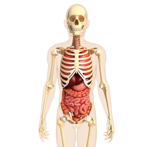 人間の体の消化器系 — ストック写真