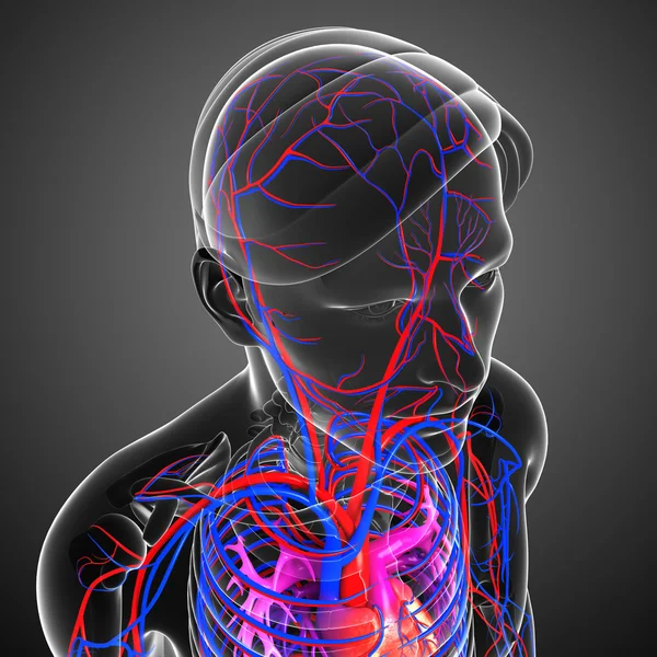 Sistema circolatorio cerebrale — Foto Stock