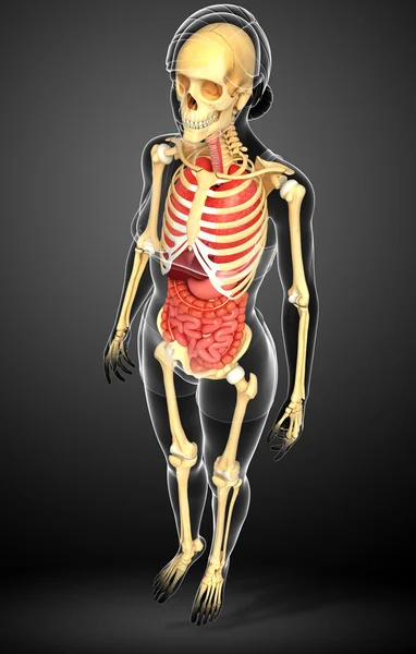 Female skeleton and digestive system — Stock Photo, Image