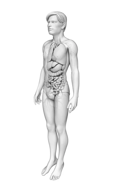 Apparato digerente di anatomia maschile — Foto Stock