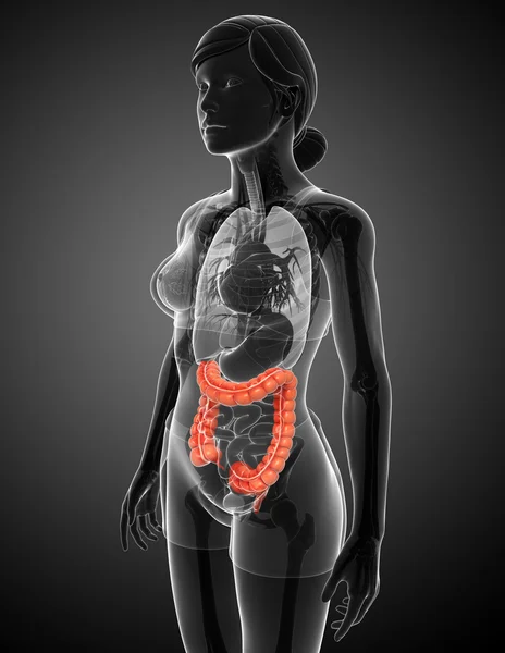 Vrouwelijke dikke darm anatomie — Stockfoto