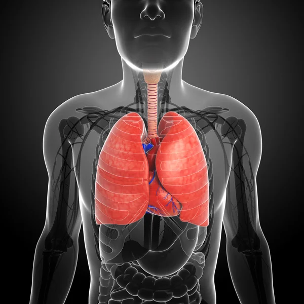 男性的肺解剖 — 图库照片