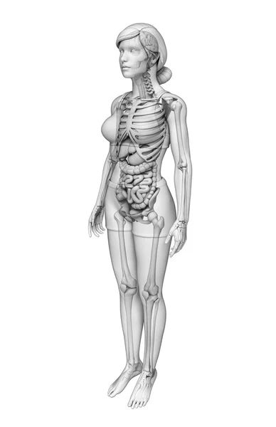 Verdauungssystem der weiblichen Anatomie — Stockfoto