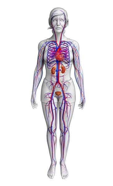 Женская кровеносная система — стоковое фото