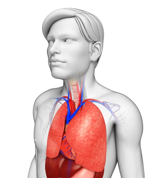 Anatomie van de mannelijke longen — Stockfoto