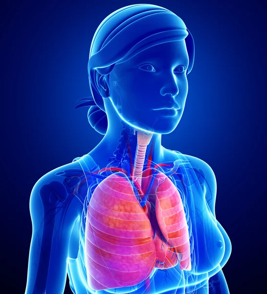 Anatomía pulmonar femenina — Foto de Stock