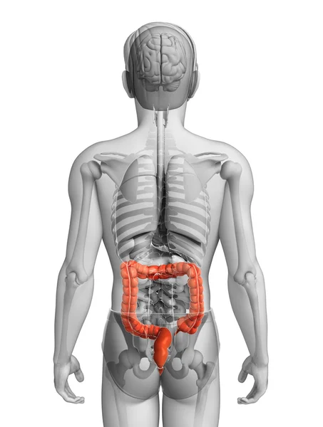 Anatomie mužského tlustého střeva — Stock fotografie