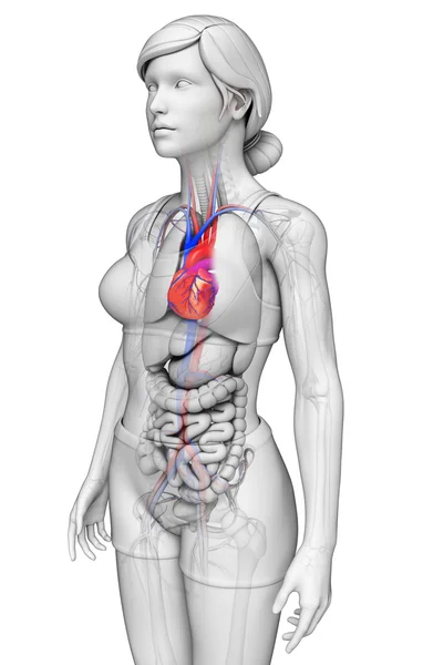 Anatomia do coração feminino — Fotografia de Stock