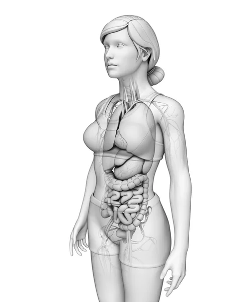 Sistema digestivo da anatomia feminina — Fotografia de Stock