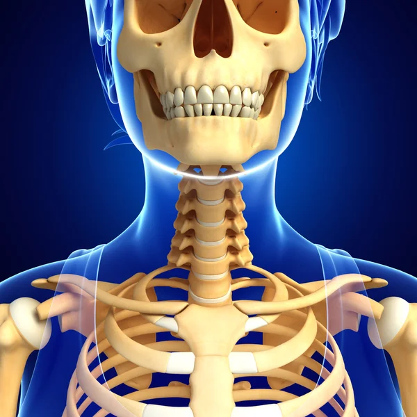 Neck skeleton artwork — Stock Photo, Image