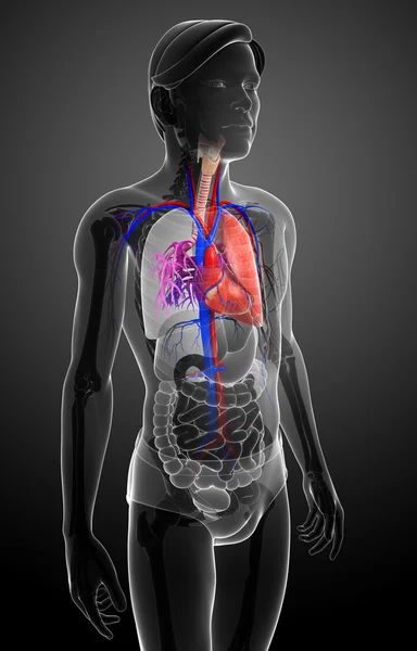 Manliga lungorna anatomi — Stockfoto