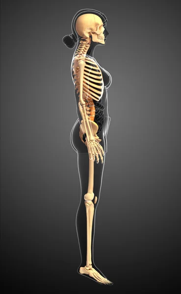 Esqueleto humano vista lateral — Foto de Stock