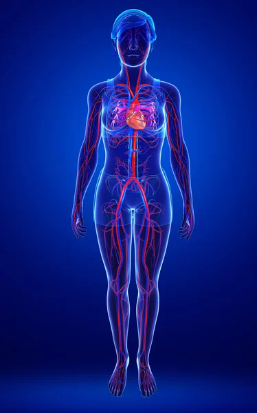 Female circulatory system — Stock Photo, Image