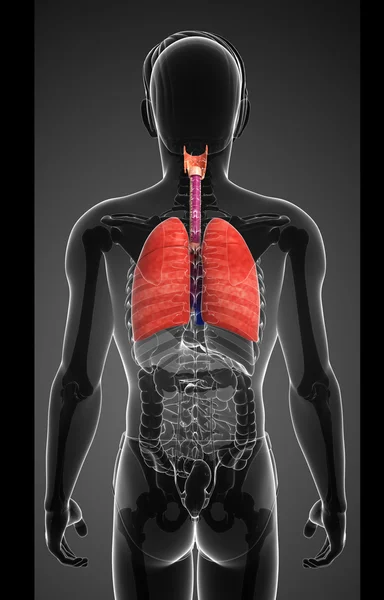 Anatomie pulmonaire masculine — Photo