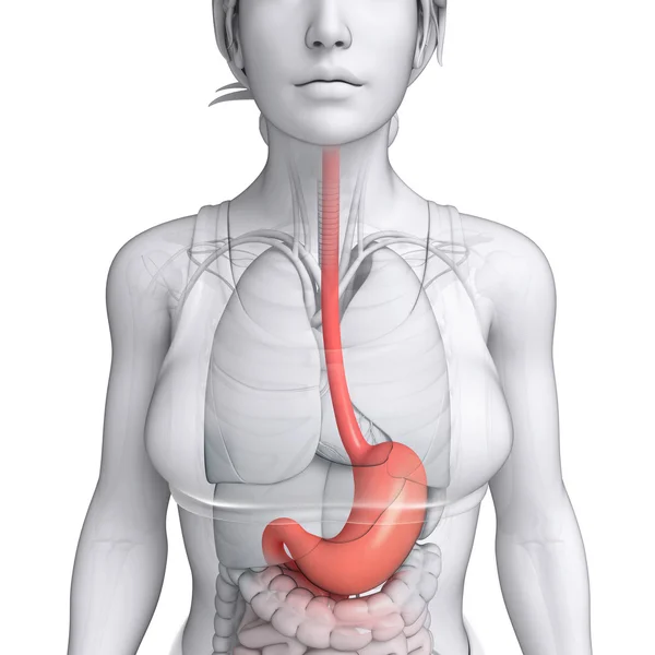 Anatomia do estômago de fêmea — Fotografia de Stock