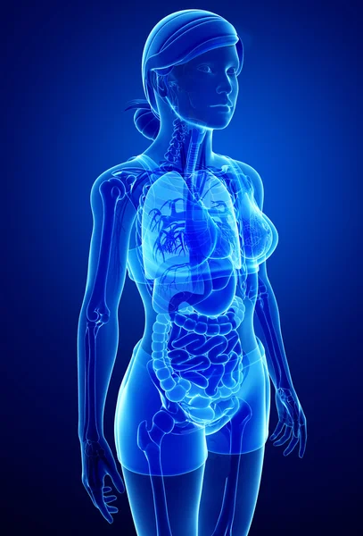  Kadın anatomisi ile sindirim sistemi