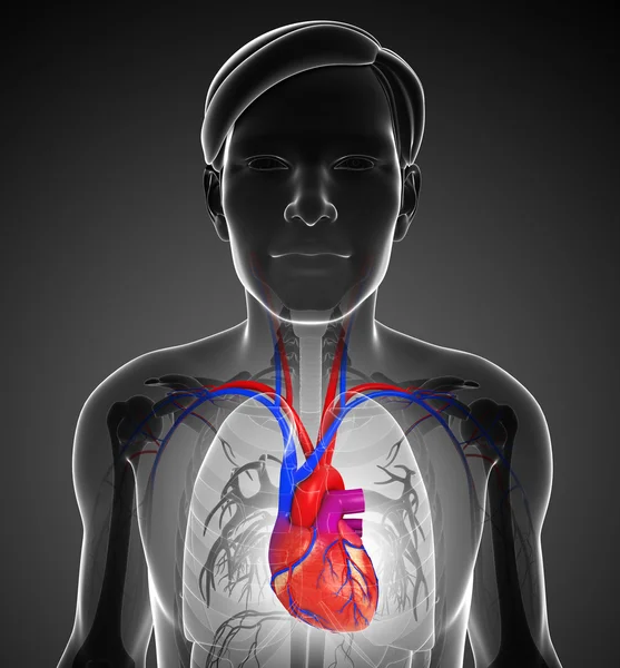 男性心脏解剖 — 图库照片