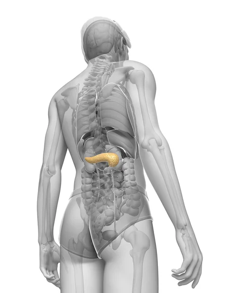 Anatomie mužského slinivky — Stock fotografie
