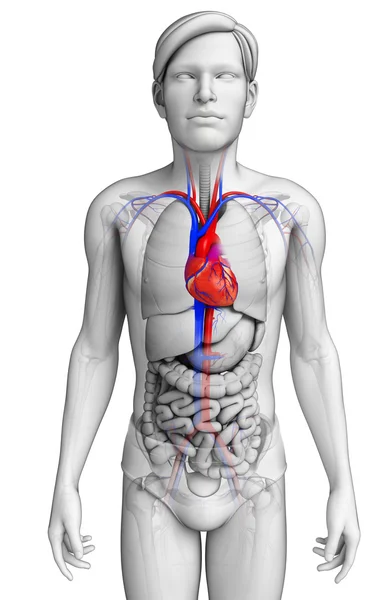 Anatomía del corazón masculino — Foto de Stock