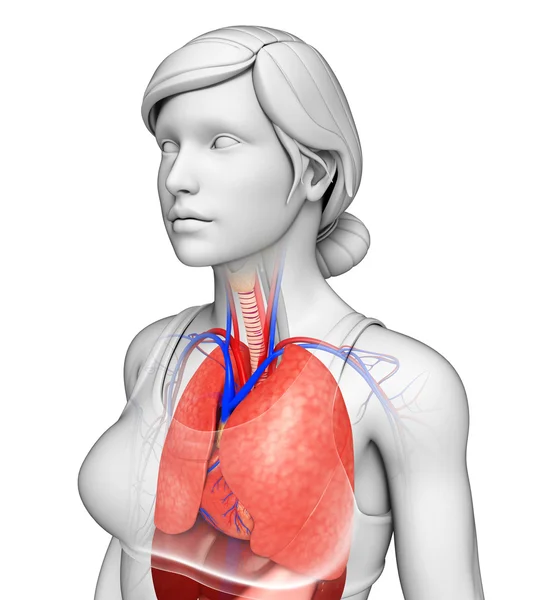 Анатомия мужских лёгких — стоковое фото
